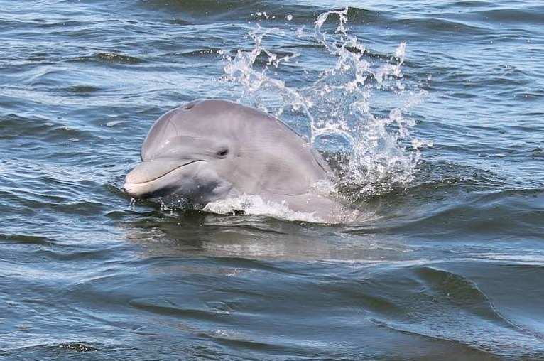 Dolphin, Manatee, Sunset and Bioluminescence Tours